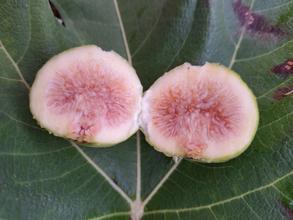 Lattarula Fig Tree Cuttings Unrooted, Ficus carica Fresh Cuttings for Propagation Set of 7