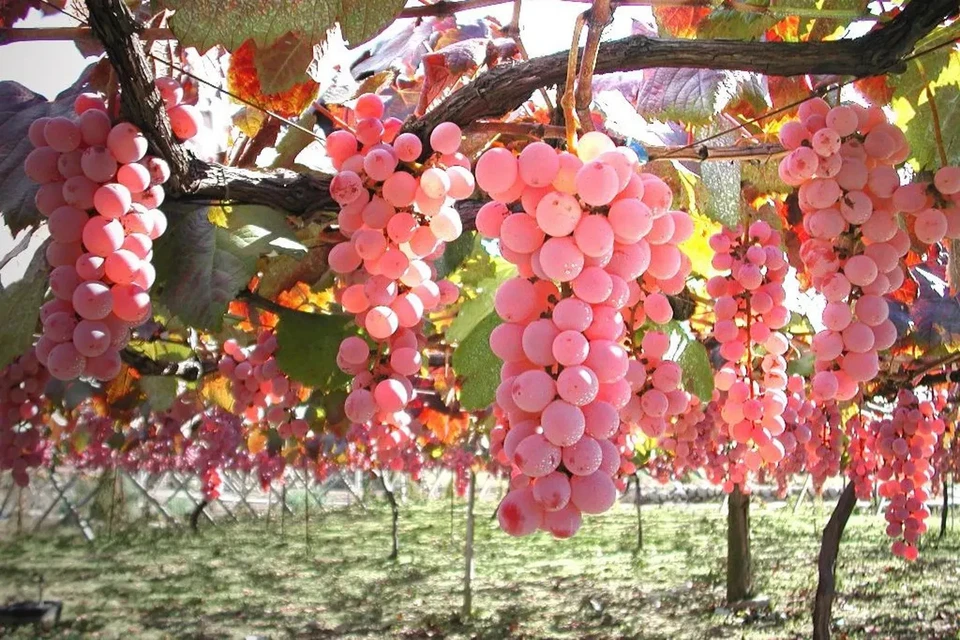 Koshu Grape Cuttings – 5 Organic Japanese Vitis Stems for Rooting or Grafting – Rare Wine Grape Variety