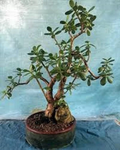 Crosby’s Compact Jade Plant – Crassula Ovata Live Succulent, Large Specimen with 17–24 Inch Growth