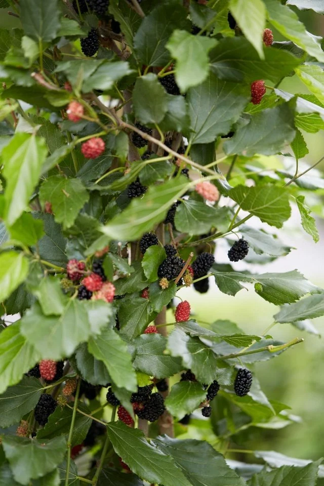 Dwarf Everbearing Mulberry Live Plants – 2 Rooted Morus Plants for Home Garden Fruit Tree Growing