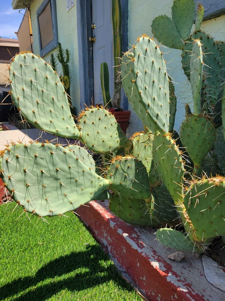 Engelmann’s Prickly Pear Cactus Cutting for Planting – Live Opuntia Engelmannii Pad, Hardy Desert Cactus