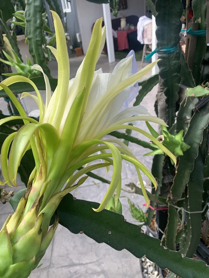 Dragon Fruit Cuttings – 7 Live Pitaya Cuttings 8–12 Inches Long, Hylocereus Cactus for Planting