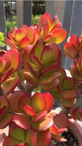 Red Akai Jade Succulent Cutting – Crassula Ovata Unrooted Plant Cutting, Rare Red Foliage Succulent