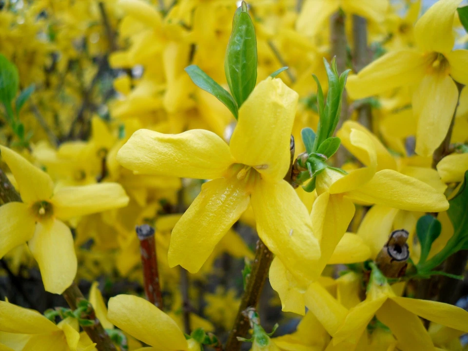 Forsythia Cuttings for Planting – 10 Unrooted Stems 5–8 Inch, Flowering Shrub for Rooting