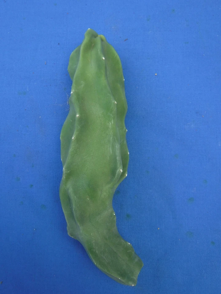 Totem Pole Cactus Unrooted Cutting 6–8 Inch – Thin Form Lophocereus Schottii Monstrose Columnar Cactus