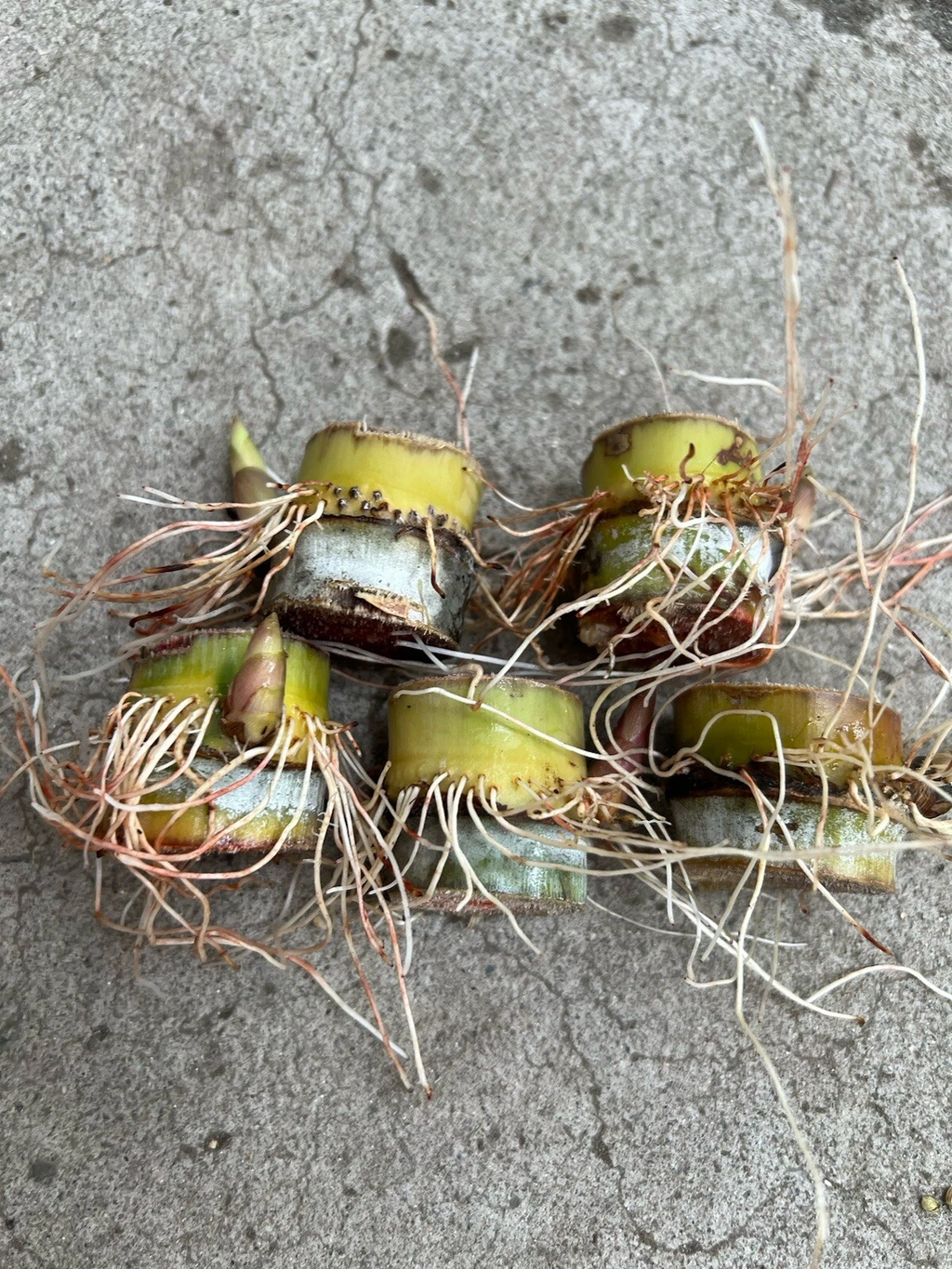 Sugarcane Rooted Cuttings – 5 Live Sugar Cane Plants for Planting, Saccharum Officinarum