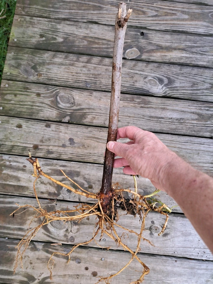 American Elderberry Live Plants – 3 Rooted Elderberry Plants for Planting, Sambucus Canadensis