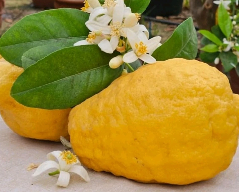 Ponderosa Lemon Unrooted Cutting – Citrus limon ‘Ponderosa’ 6–8 Inch Tree Cutting for Rooting or Grafting
