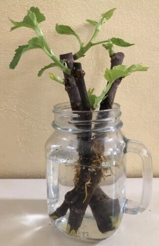 Celeste Fig Cuttings – 2 Fresh Unrooted Ficus carica ‘Celeste’ Cuttings for Rooting & Home Orchard Propagation