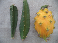 Yellow Dragon Fruit Palora Cutting 3–4 Inch, Selenicereus megalanthus Fresh Cactus Cutting for Propagation