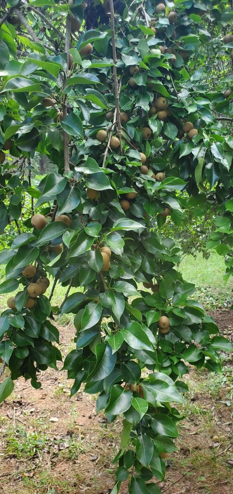 Asian Pear Tree Cuttings – 10 Unrooted Pyrus Pyrifolia Cuttings, Round Pear Fruit Tree for Rooting and Propagation
