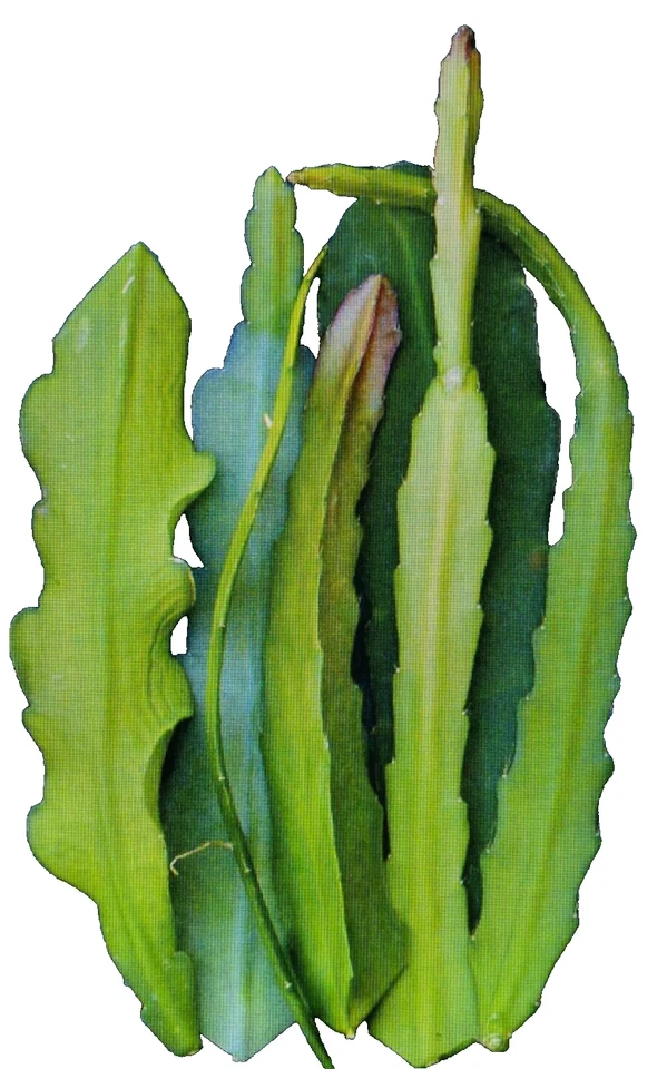 Epiphyllum Orchid Cactus Cuttings Red Flower Type, 6 PCS 6–8 Inch Long Unrooted Cactus Cuttings for Planting