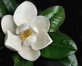 Southern Magnolia Tree Cuttings Set of 8 Magnolia Grandiflora Unrooted Cuttings for Rooting or Grafting