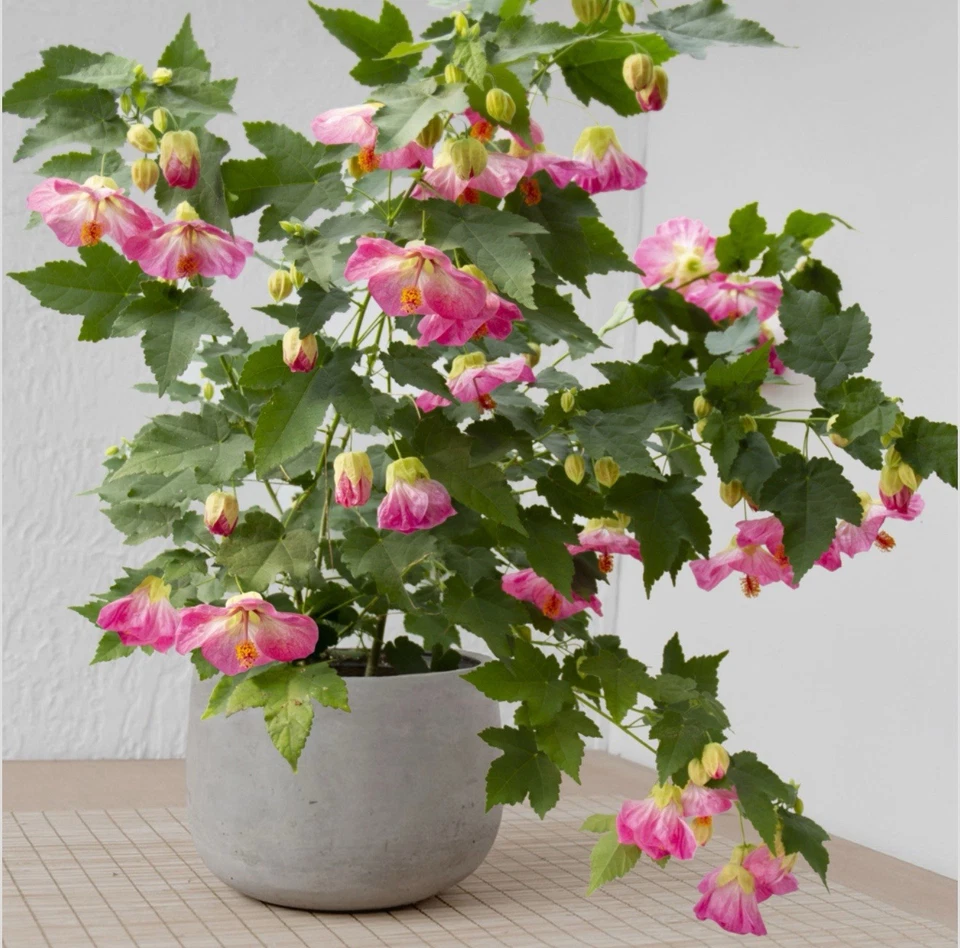Pink Abutilon Starter Plant – Small Rooted Flowering Maple Live Plant for Containers or Garden
