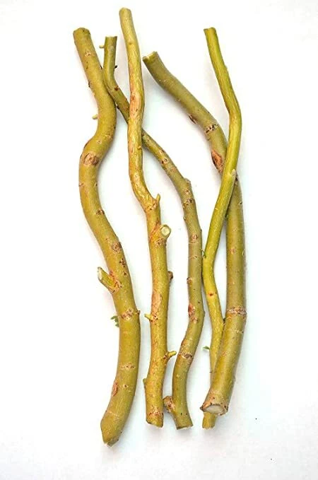 Globe Willow Tree Cuttings Set of 15 Unrooted Pieces for Shade or Privacy Planting