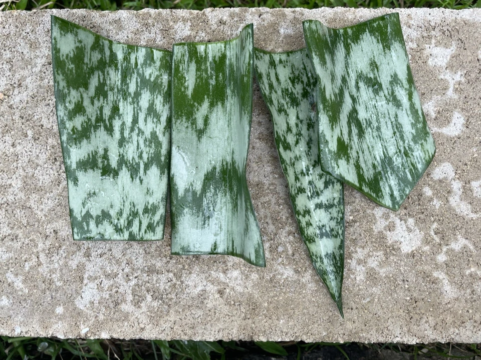 Sansevieria Snake Plant Leaf Cuttings – 6 Hawaii Grown Starter Cuttings for Indoor Houseplant Propagation