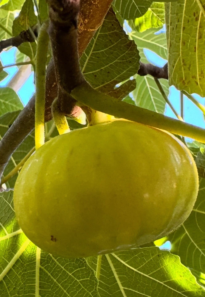 White Marseilles Fig Cuttings – 6 Fresh Unrooted Cuttings, Ficus carica Fruit Tree Variety, Ready for Propagation