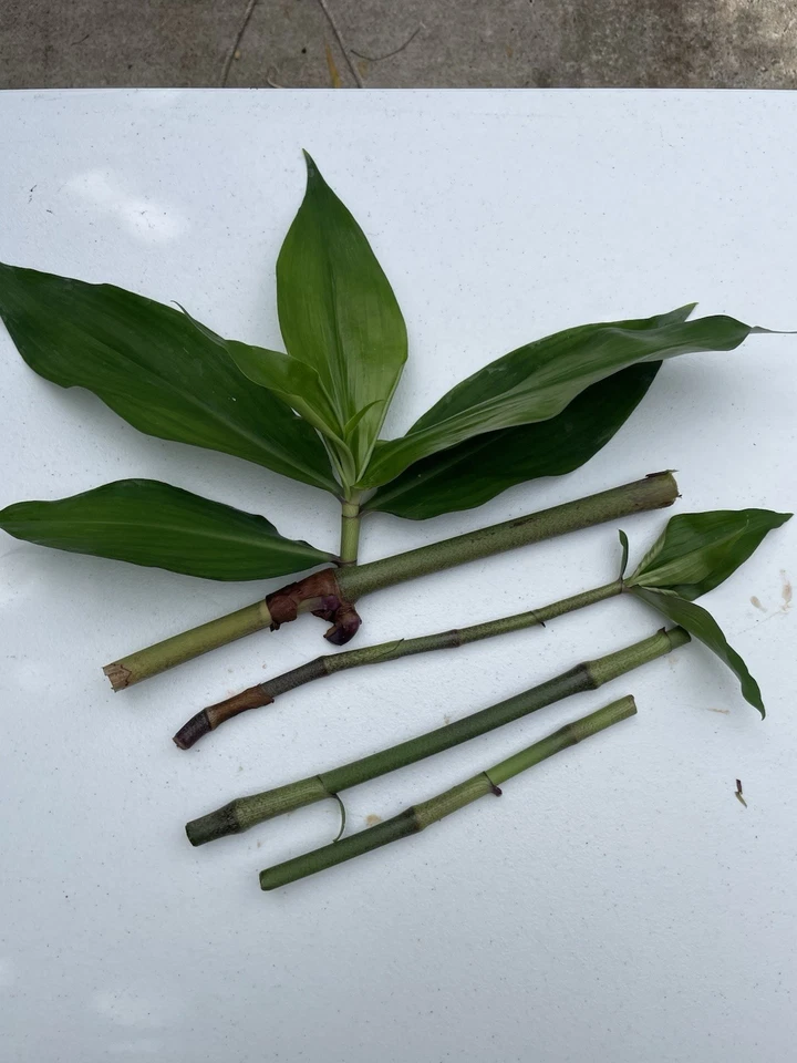 Blue Ginger Plant Cuttings – 8 Dichorisandra Thyrsiflora Cuttings, Hawaii Grown Ornamental Plant