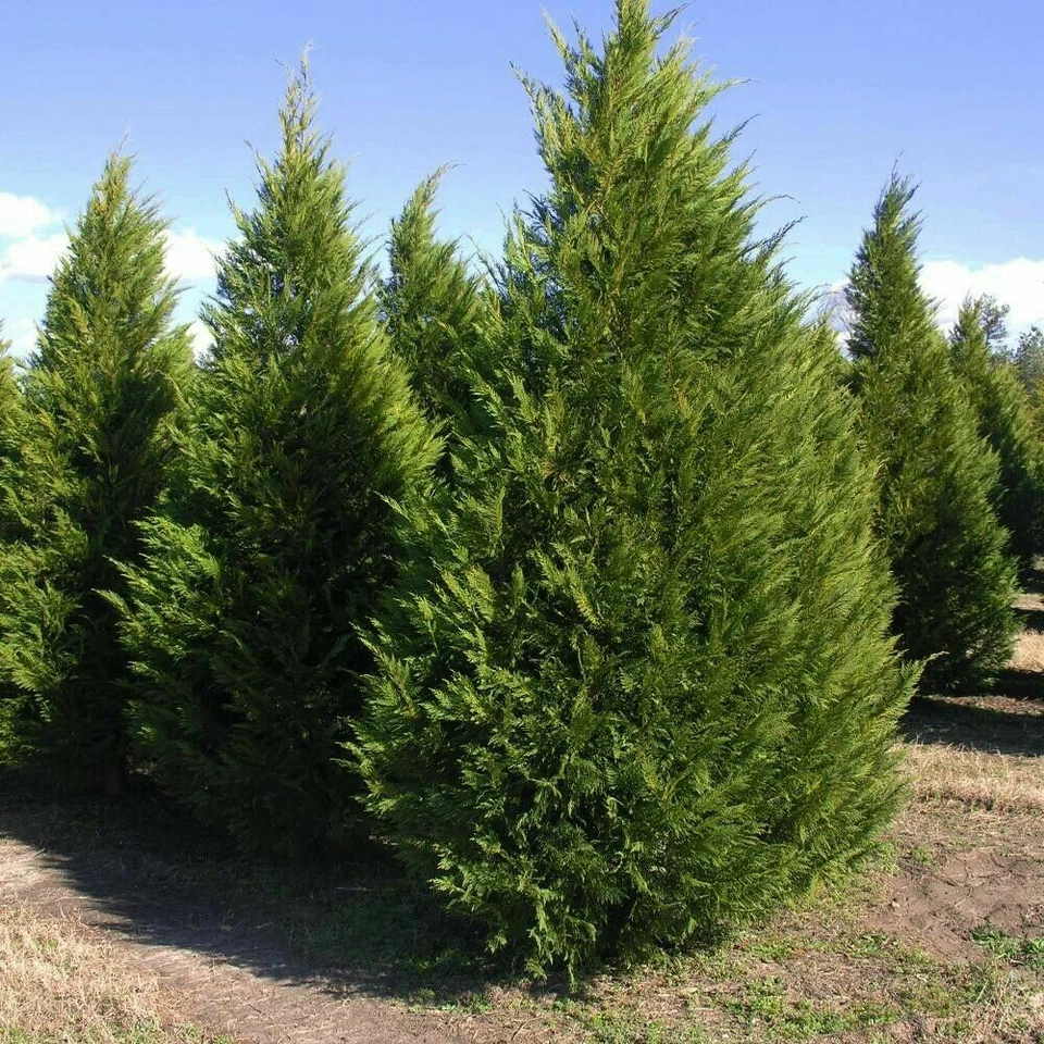 Leyland Cypress Tree Cuttings – × Cuprocyparis leylandii, 50 Fresh Unrooted Cuttings 7–8 Inches Long
