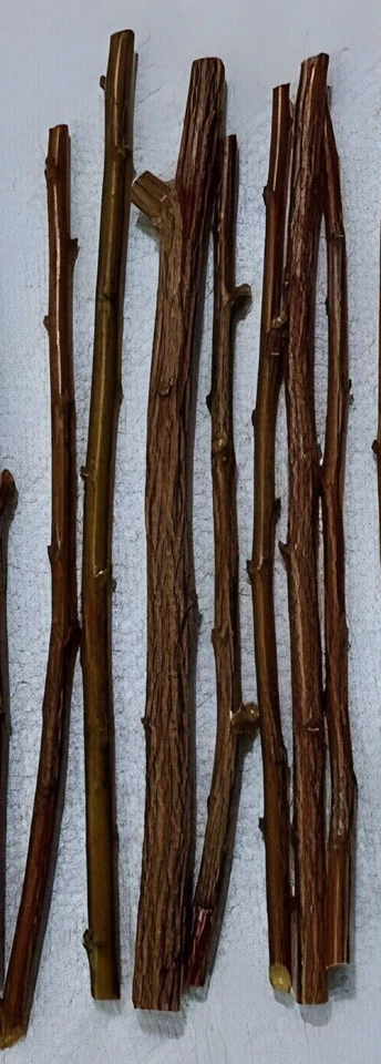 Plum Tree Cuttings – 6 Fresh Unrooted Stems + 1 Free – Organic Prunus Domestica for Rooting
