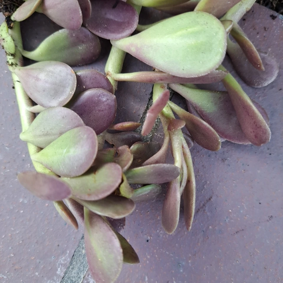 Trailing Jade Succulent Cuttings – 3 Live Senecio jacobsenii Cuttings for Planting, Creeping Jade Plant