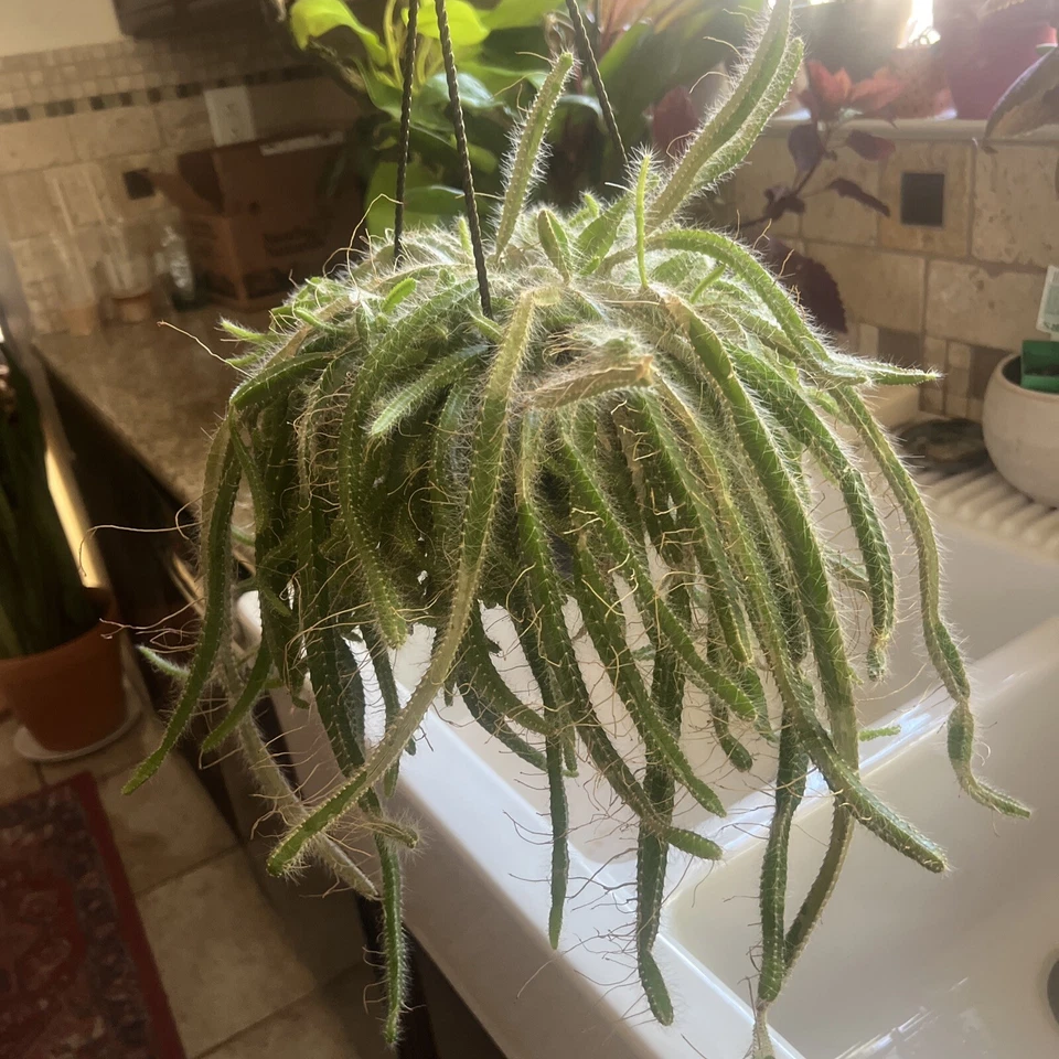 Dog Tail Cactus Cuttings – 3 Aporocactus flagelliformis Fresh Unrooted Succulent Cuttings, Trailing Cactus Plant
