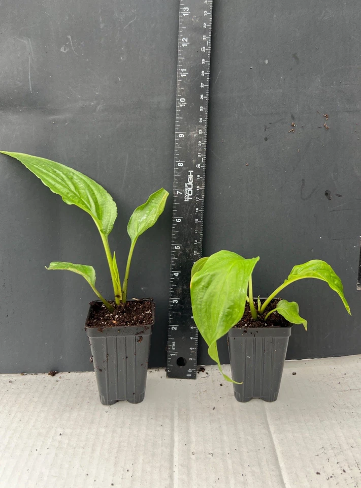 White Bat Flower Starter Plant – Live Tacca integrifolia Rooted Plant, Black Lily Tropical Houseplant