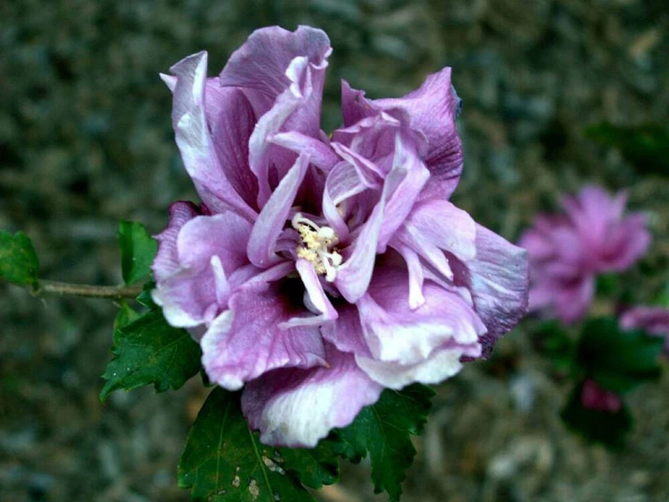 Double Purple Pink Rose of Sharon Unrooted Cuttings – 10 Live Hibiscus Syriacus Cuttings for Planting
