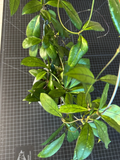 Hoya Crassipetiolata One Node Cutting, Rare Hoya Plant for Propagation Indoor Houseplant Starter