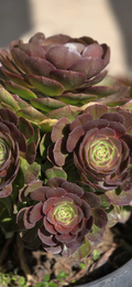 Aeonium ‘Halloween’ – Live Succulent Cutting, Orange-Green Rosette Variety for Pots, Rock Gardens & Indoor Displays