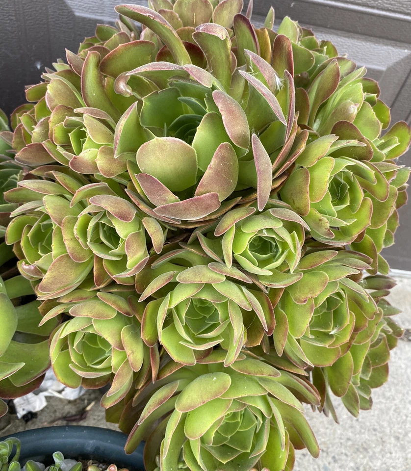 Aeonium Succulent Cuttings – 5 Unrooted Rosettes, Approximately 3 Inches Wide for Propagation