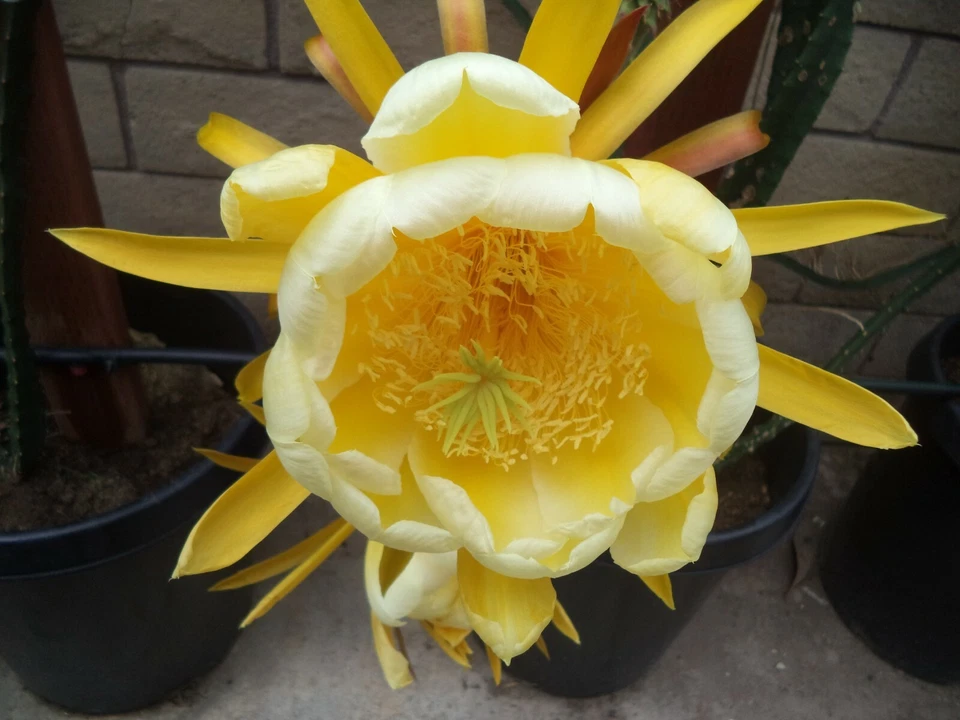 Yellow Dragon Fruit Cutting – Palora Variety – 1 Mature 3–4" Live Cutting for Growing Pitaya Plant