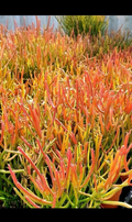 Fire Sticks Pencil Cactus Cuttings – 3 Large 12 Inch Euphorbia Tirucalli Succulent Cuttings for Propagation