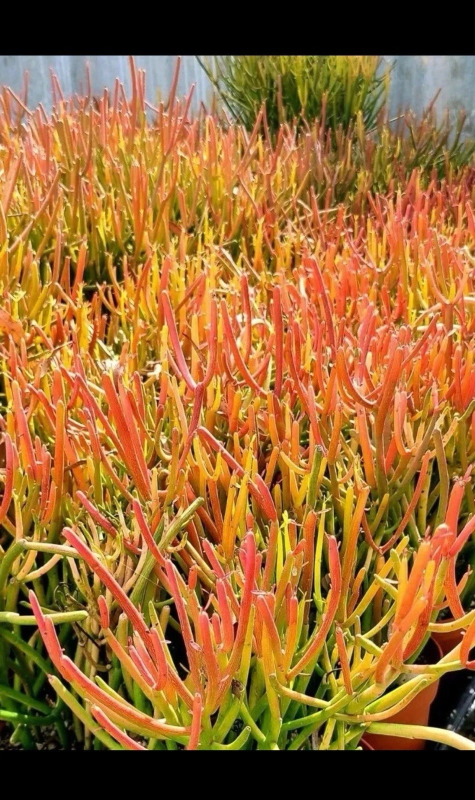 Fire Sticks Pencil Cactus Cuttings – 3 Large 12 Inch Euphorbia Tirucalli Succulent Cuttings for Propagation