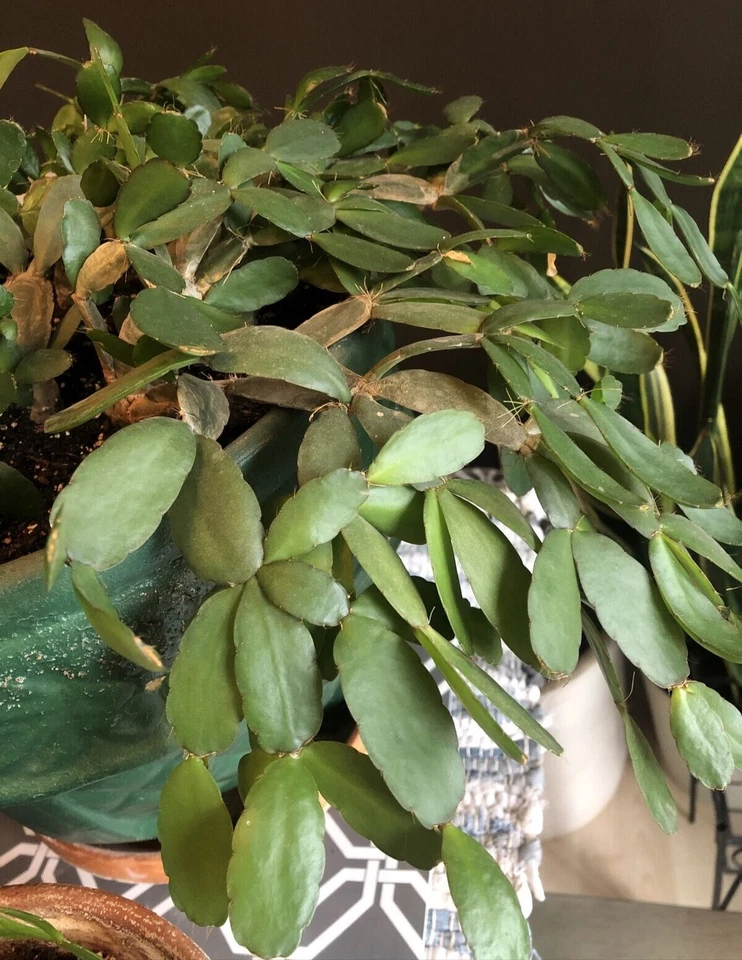 Easter Cactus Cuttings – 3 Live Unrooted Rhipsalidopsis Gaertneri 2-Segment Clippings for Propagation