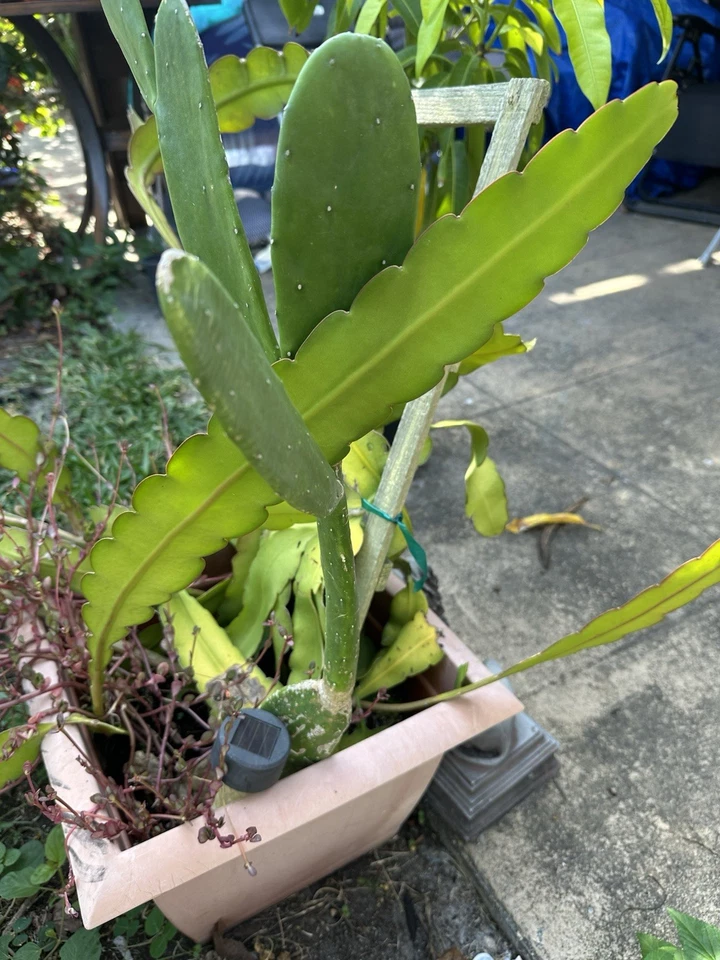 Epiphyllum Hookeri Strictum Cuttings for Planting – White Fragrant Orchid Cactus, Mature Unrooted Segments