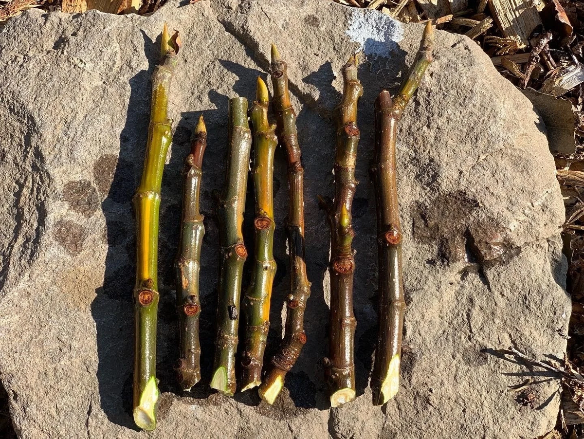 Fig Tree Unrooted Cuttings – 3 Ficus carica Cuttings for Propagation and Home Growing