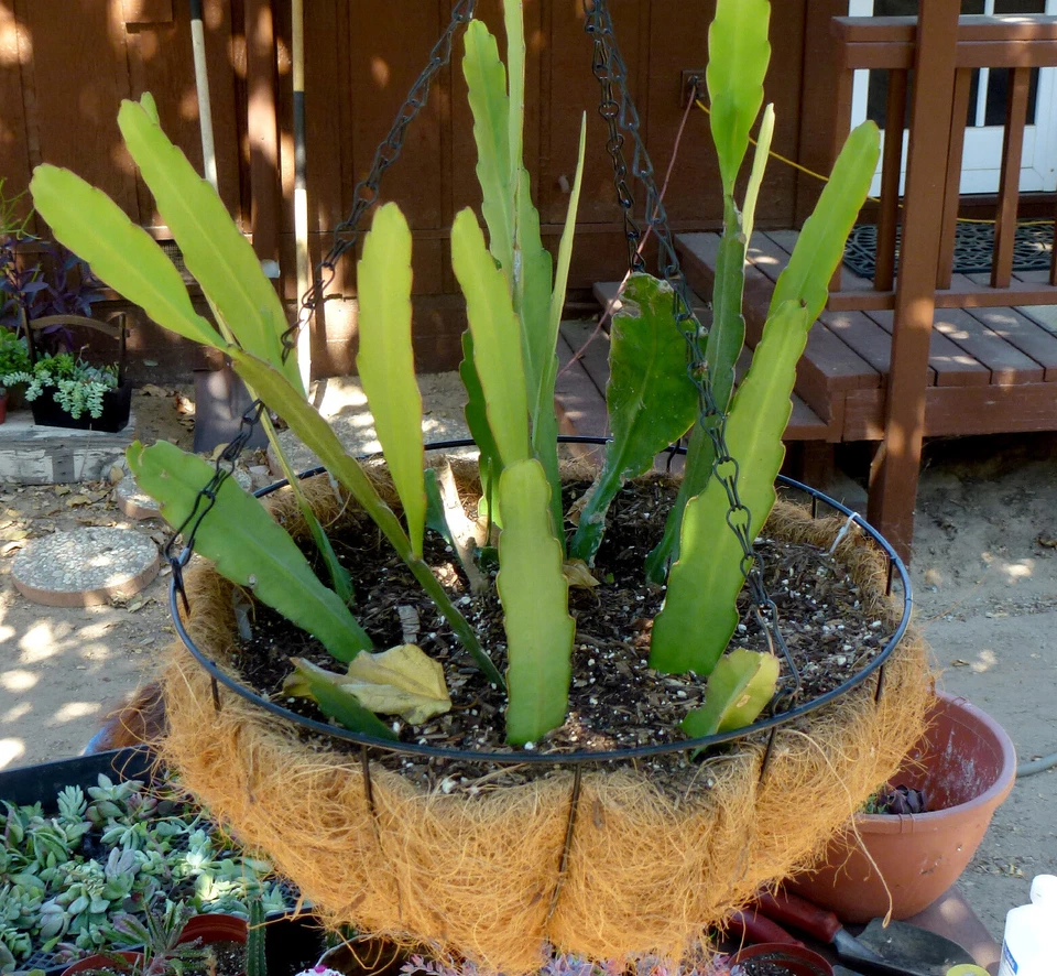 Epiphyllum Hookeri Orchid Cactus Cuttings – 2 Unrooted 8–10 Inch Night Blooming Cactus Cuttings