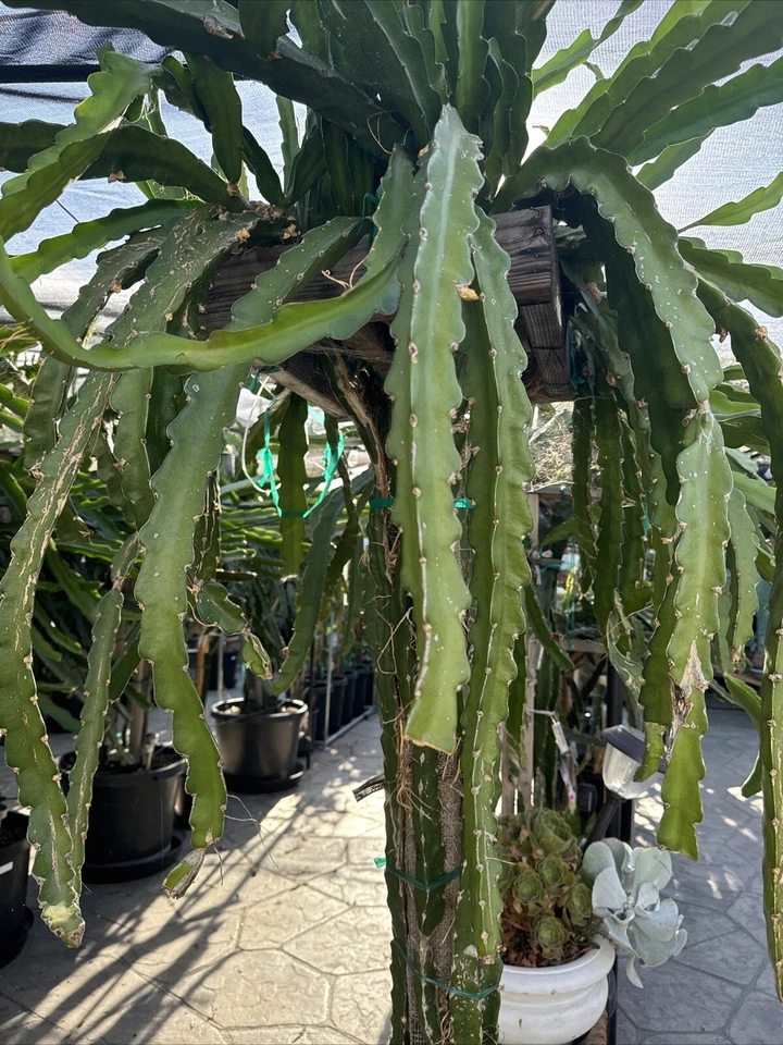 Graffiti Dragon Fruit Cuttings – 8"+ Pitaya Variety – Live Cactus Cuttings for Rooting & Growing
