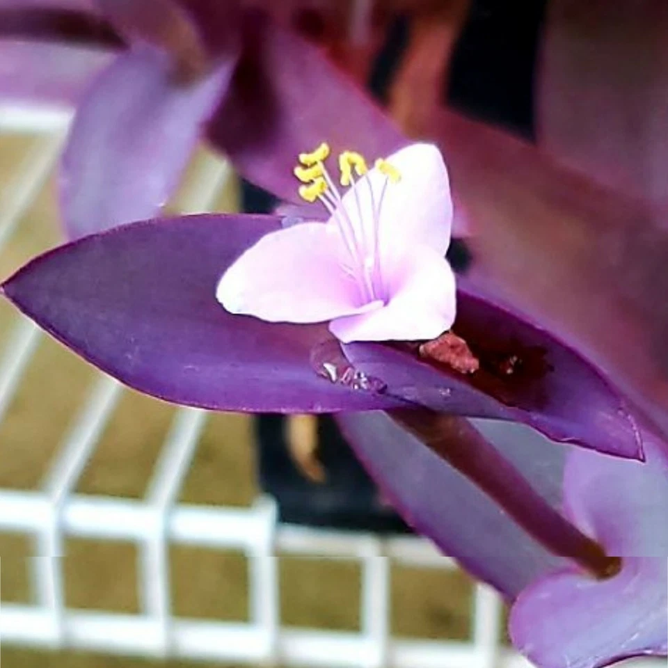 Tradescantia zebrina – 10 Purple Wandering Jew Cuttings, Easy-Rooting Live Plant Stems, Fast-Growing Perennial Houseplant