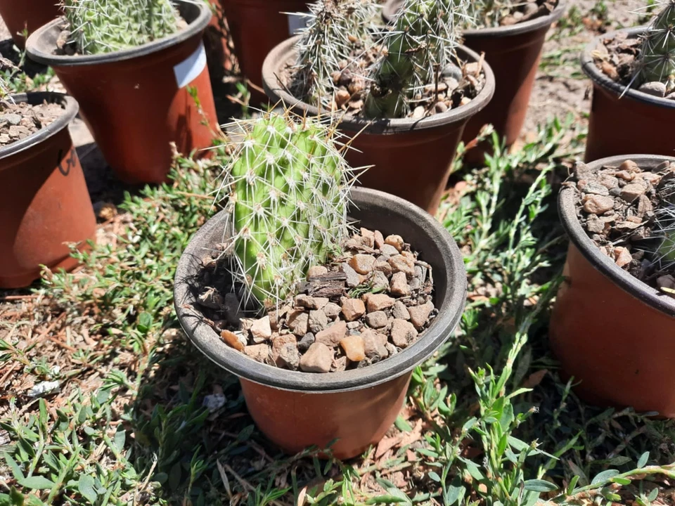 Opuntia polyacantha Cactus Cutting – Hardy Prickly Pear Pad for Desert Gardens, Rock Gardens, and Drought-Tolerant Landscaping
