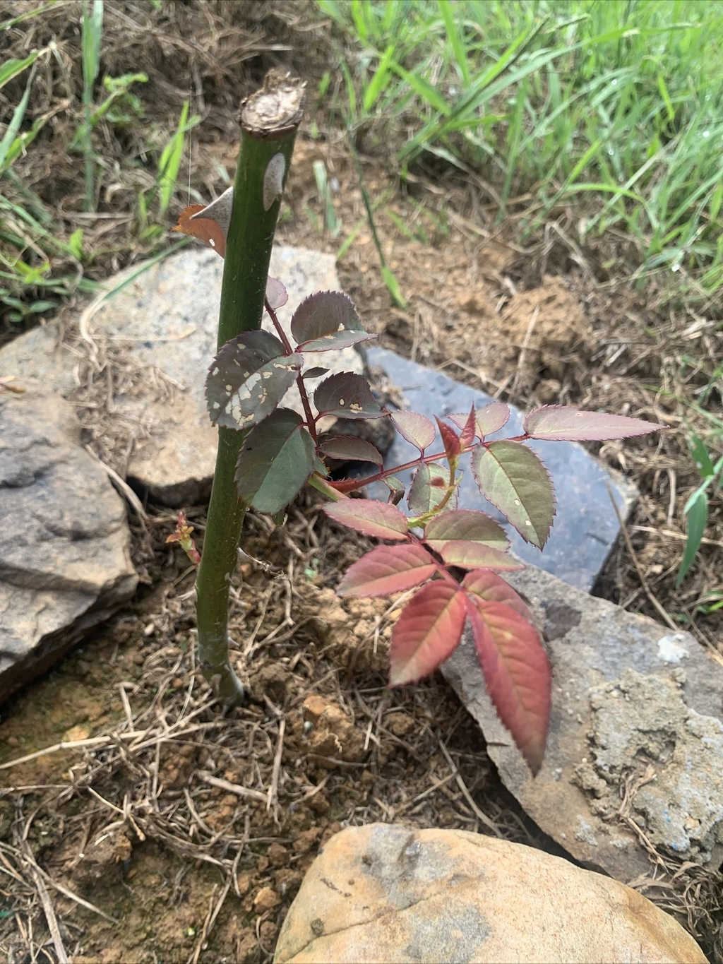 Cherry Red Rose Cuttings – 3 Live Unrooted Rose Plant Cuttings 7 Inch Each Easy to Root