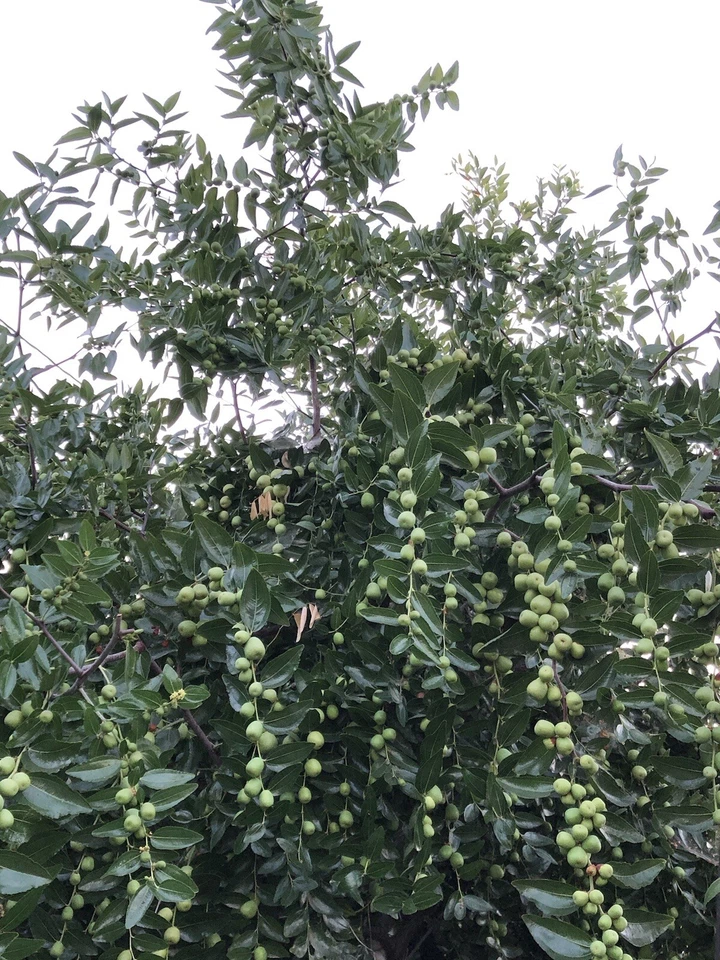 Lang Jujube Tree Cuttings for Planting – 5 Unrooted Ziziphus jujuba Chinese Red Date Stems