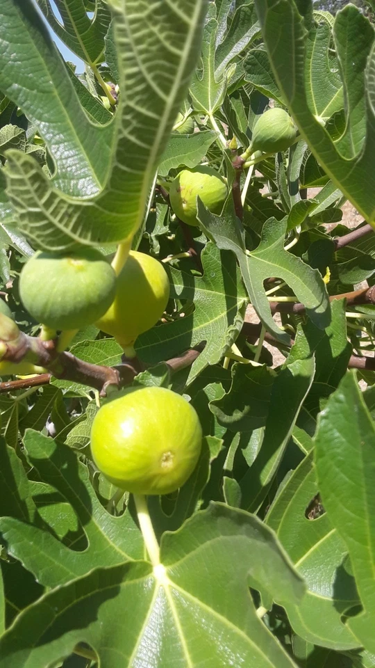 Tena Fig Cuttings – Ficus carica Fruit Tree, 7 Unrooted Fresh Fig Cuttings for Propagation