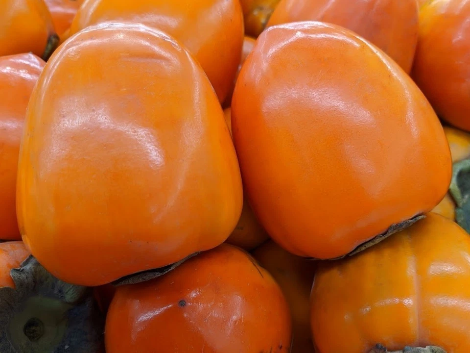 Hachiya Persimmon Tree Cuttings – 4 Unrooted Diospyros kaki Cuttings 6–8 Inch Long for Rooting or Grafting