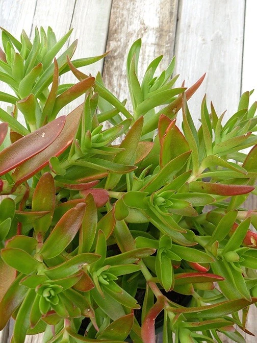 Crassula Capitella ‘Campfire’ Succulent Cuttings – 3 Unrooted Red Green Succulent Cuttings – Easy Care Plant