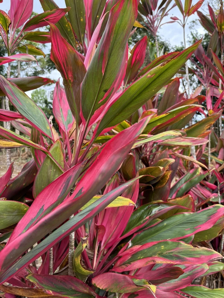 Hawaiian Ti Leaf Cuttings for Planting – 50 Fresh 6 Inch Starter Logs, Green Pink Red Cordyline