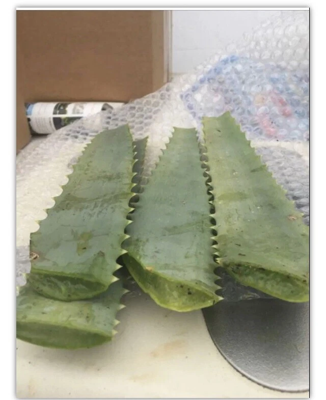 Aloe arborescens Fresh Leaves – 14oz Pack from Mature 10-Year Plant, Botanical Cut Leaves for Craft, Garden, and Decorative Use