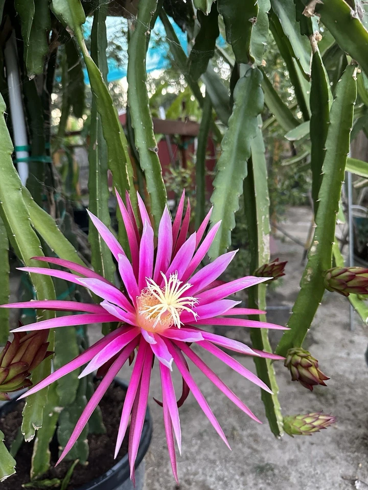 Dragon Fruit Connie Mayer – Mature Cuttings 8–12 Inches – Hylocereus Live Cactus Cuttings for Rooting