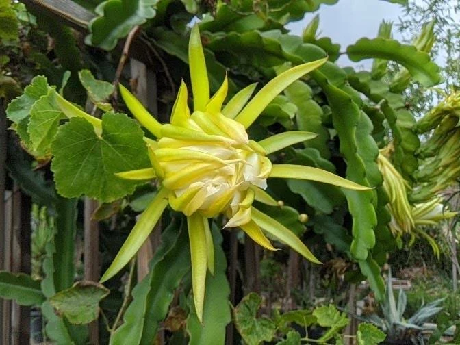 Red Dragon Fruit Cutting – Healthy Organic Pitaya Stem for Rooting – Live Hylocereus Plant from Uncle Charley Farm